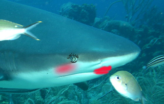 A rouge shark. Image: Ryan F. Mandelbaum/William Eburn/Wikimedia Commons.